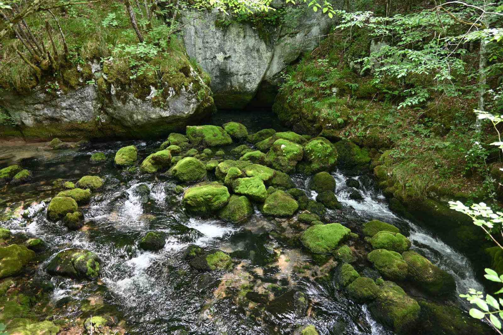 Mahovina i bistra voda u koritu rijeke