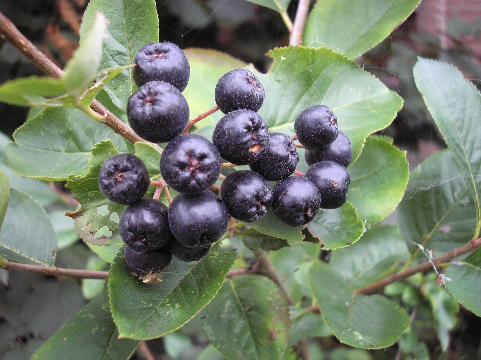 A cluster of ripe dark purple aronia berries among green leaves