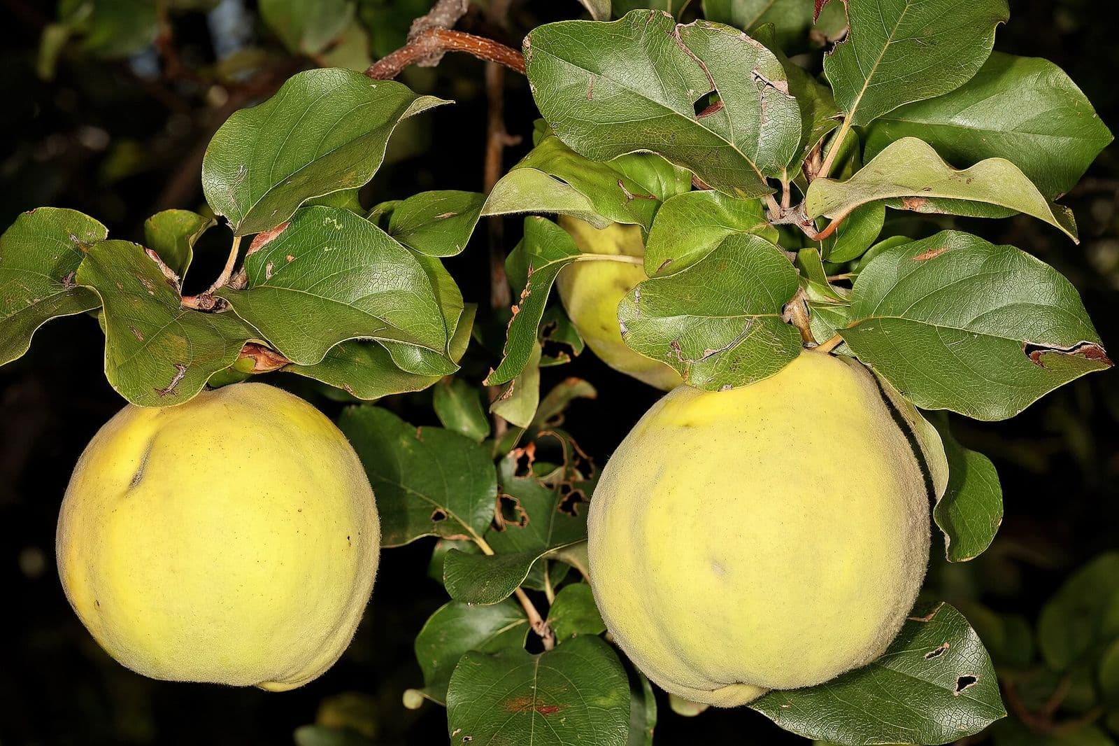 Ripe yellow quinces on the branch