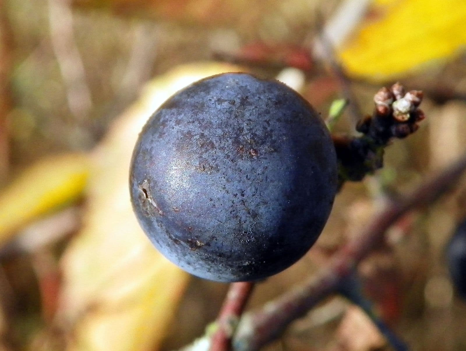A ripe sloe, a dark blue berry on a thorny blackthorn branch
