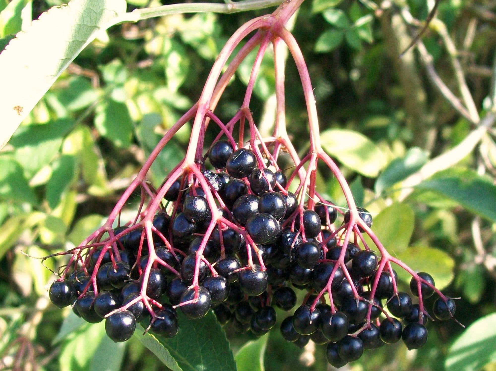 Ripe black elderberries on red stalks